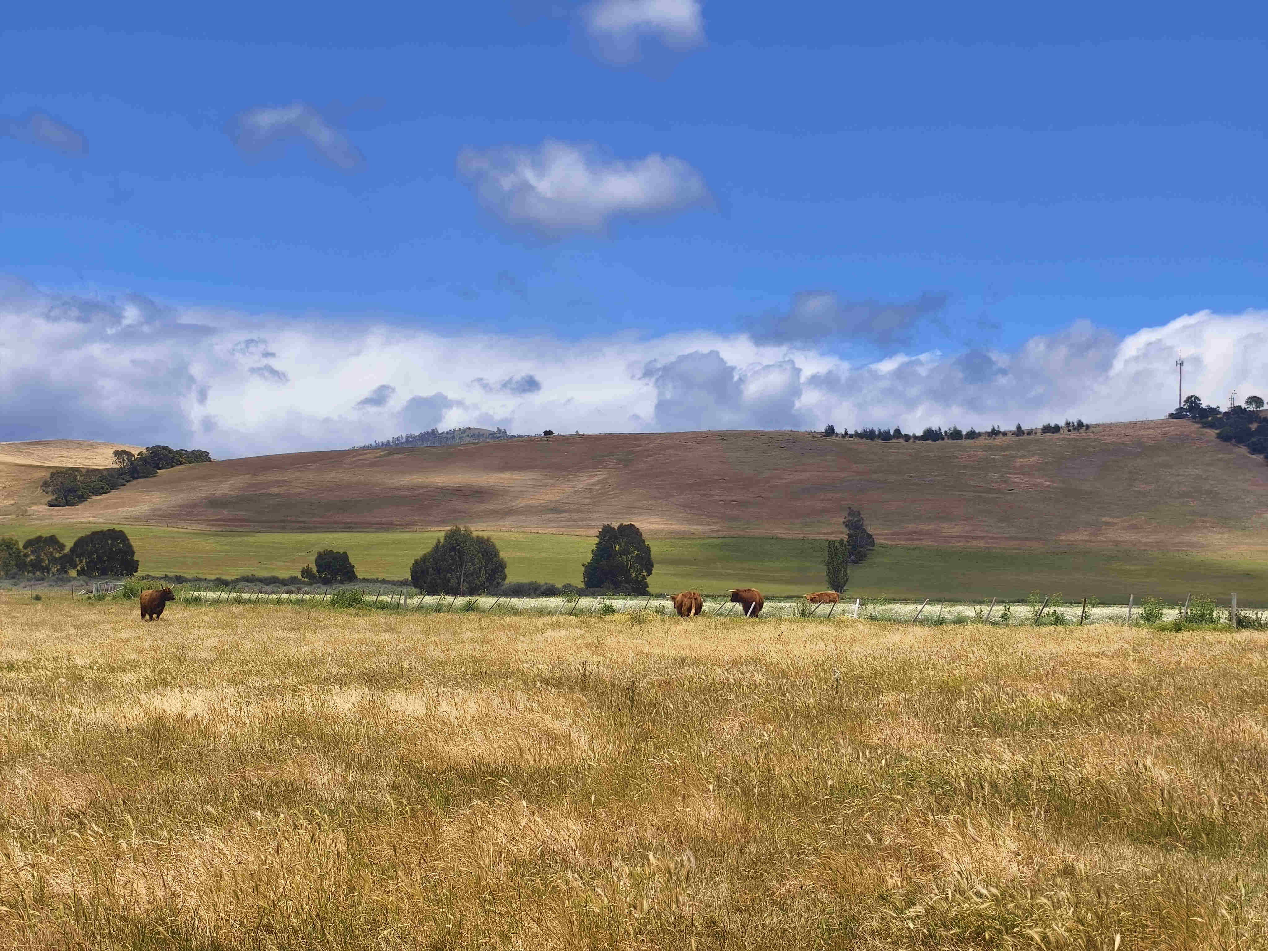 Curringa Farm 塔斯馬尼亞 Tasmania 上順 旅遊