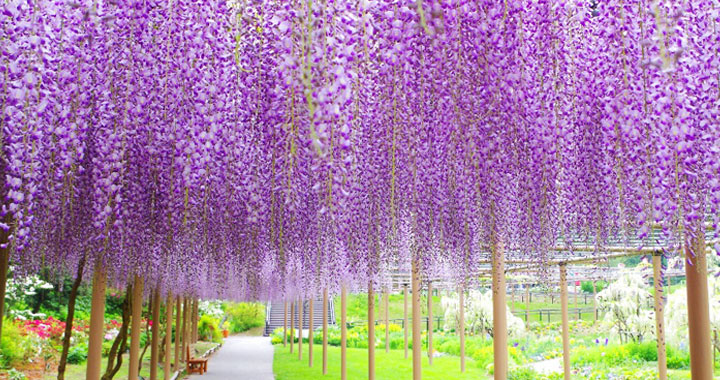 (H7花6) 山海遊(賞)阿爾卑斯山岳美景.富士山&桃花.芝櫻.紫藤(競豔)６天