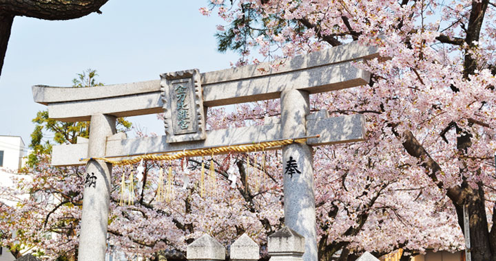 3/21(H4土佐8) 土佐王道絕景之旅(賞櫻)８天